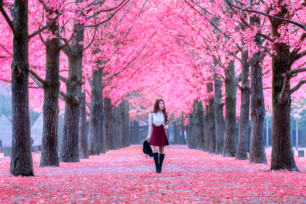 south korea travel guide - nami island