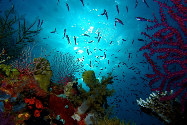 palawan travel guide - tubbataha reef