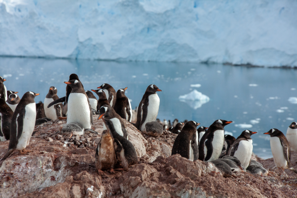 luxury destination - antarctica