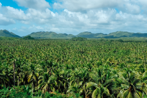 siargao travel guide - palm tree viewpoint