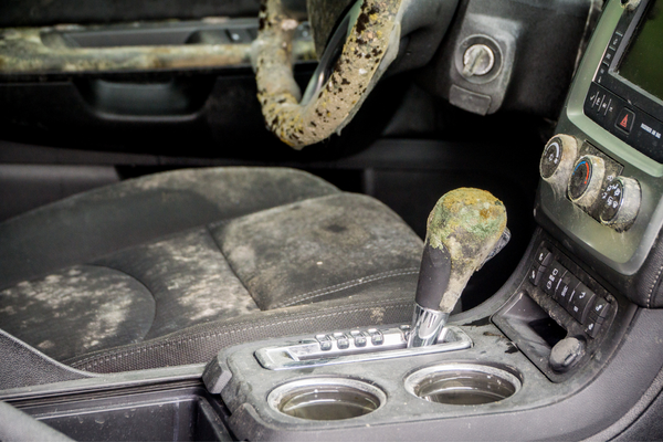 common problems with flooded cars - interior mold and mildew